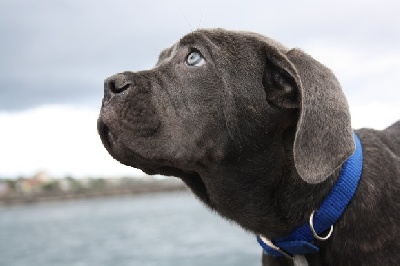 Du Domaine De Mama Diwa - Naissance des chiots de Fidji 1 des Terres de Bourbon & Félix