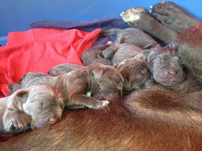 Du Domaine De Mama Diwa - Naissance des chiots de Furkha & Félix 